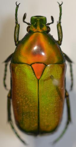 Chlorocala africana